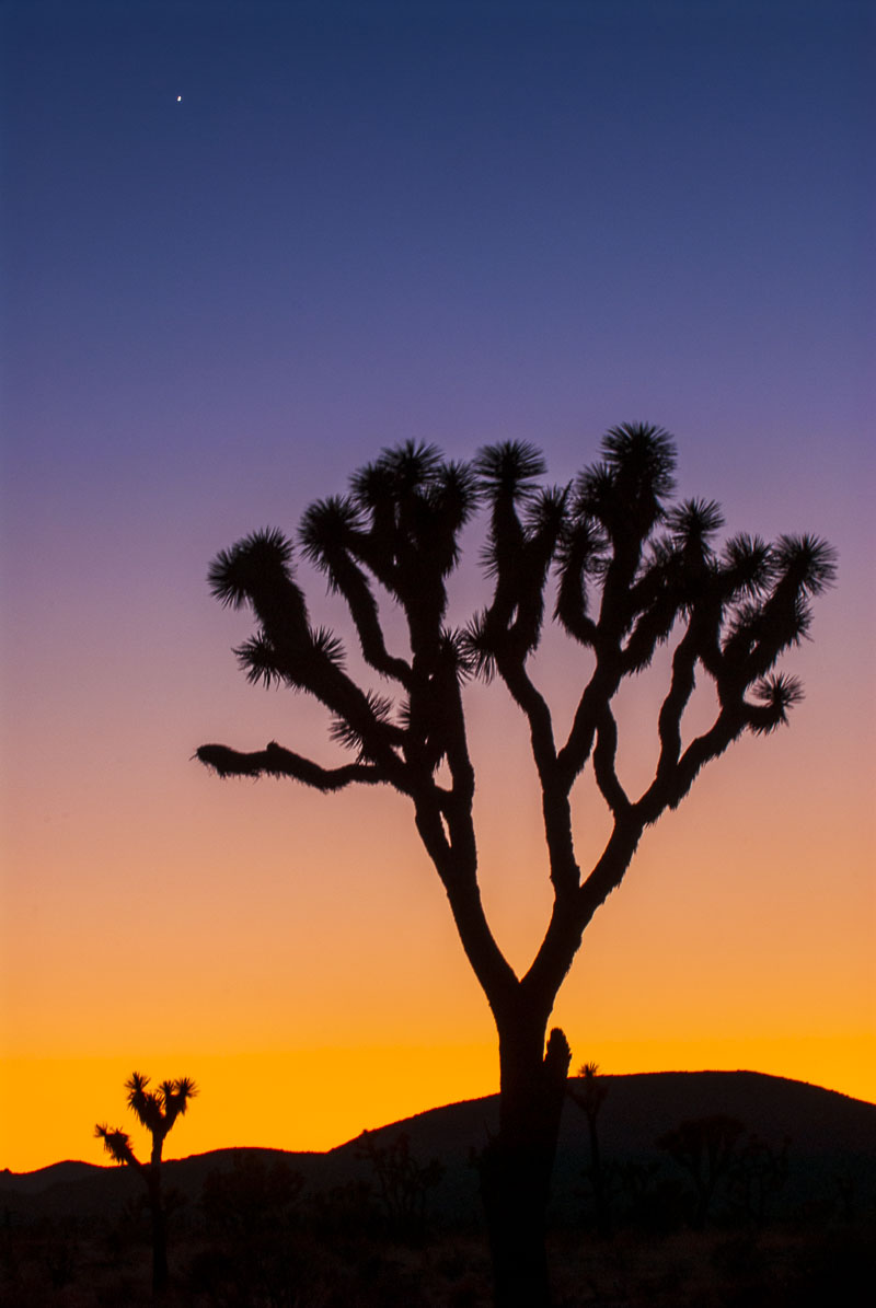 A prominent Joshua Tree provides a perfect silhouette against the lush gradients of color at dusk in Joshua Tree National Park...