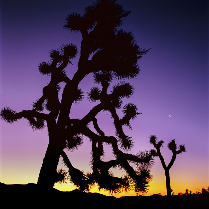 Joshua trees at dusk, Joshua Tree National Park, California. Captured on Fuji Velvia 120 film with my Hasselblad 503CX. The incredible...