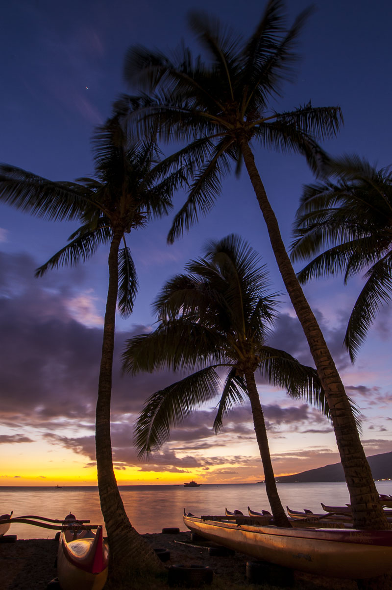 A cluster of palm trees tower over some canoes on a beach at Kihei, Maui, as the colors of dusk fill the sky.