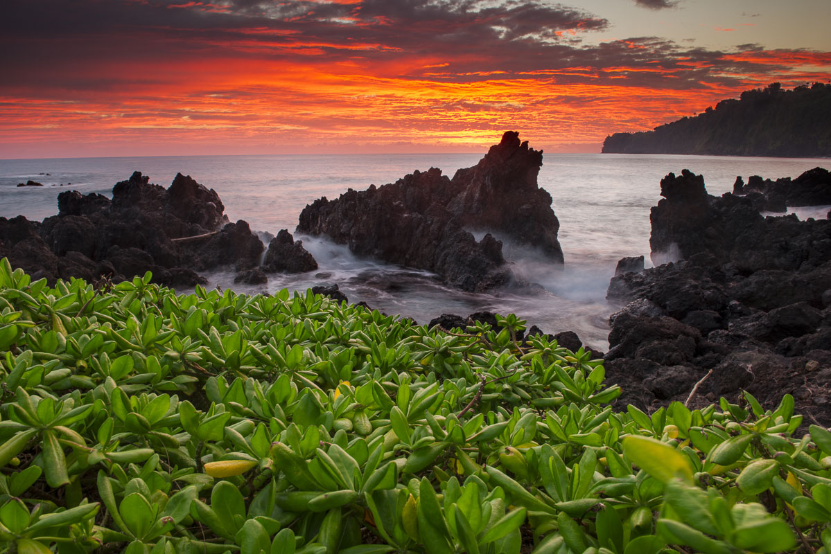 A patch of beach naupaka provides a pop of green to the foreground during sunrise at Laupahoehoe, Hawaii.