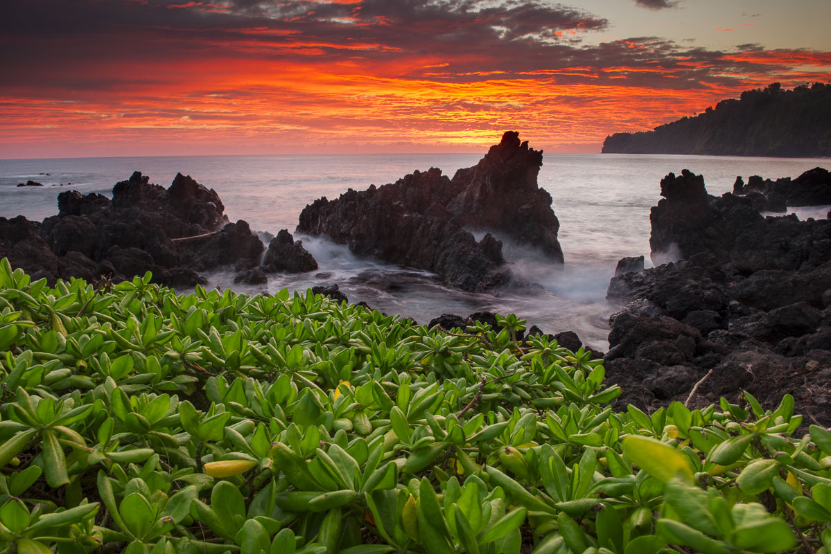 A patch of beach naupaka provides a pop of green to the foreground during sunrise at Laupahoehoe, Hawaii.