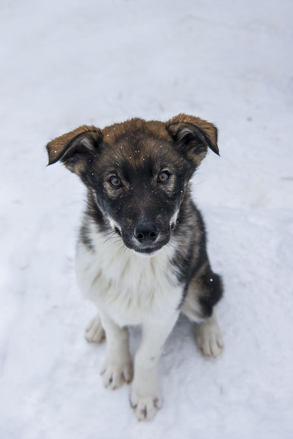 A curious, bold huskey puppy sits still for a potrait in the kennels.