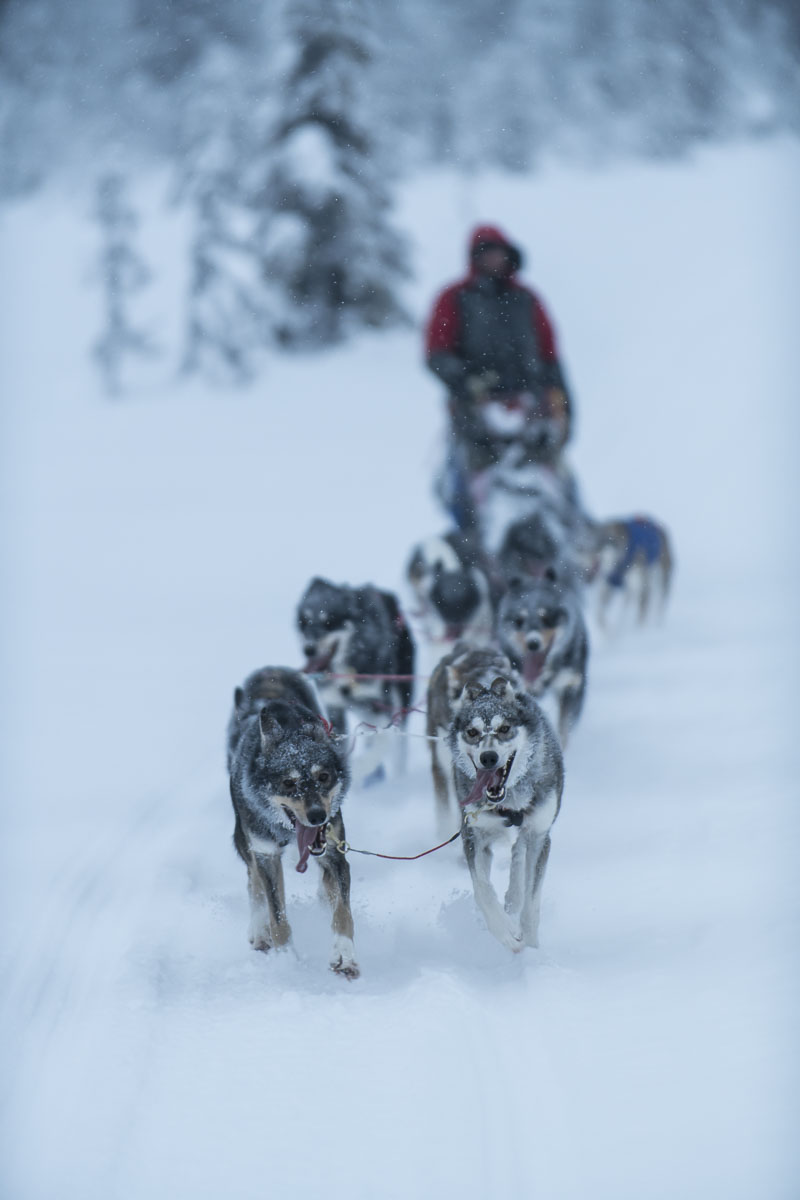 Swedish dog musher Petter Karlsson runs his dog team down a snowy trail in the Vindelfjallen Nature Preserve in the Lapland region...