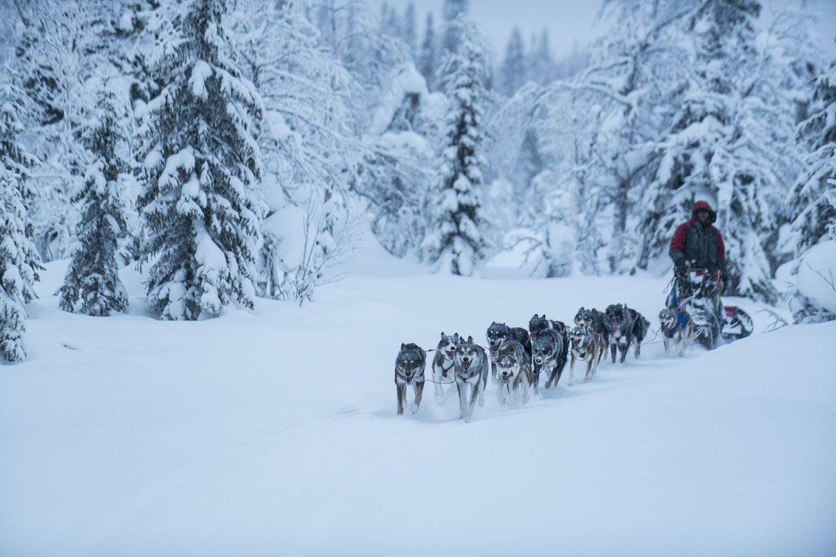 Swedish dog musher Petter Karlsson runs his dog team trough the snowy woods of the Vindelfjallen Nature Preserve in the Lapland...