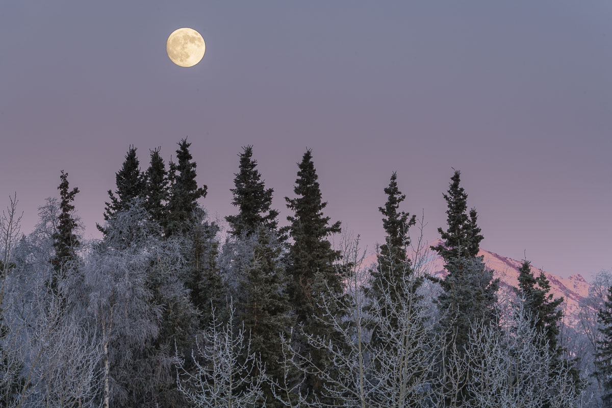 A full moon rises over frosty trees in Anchorage.