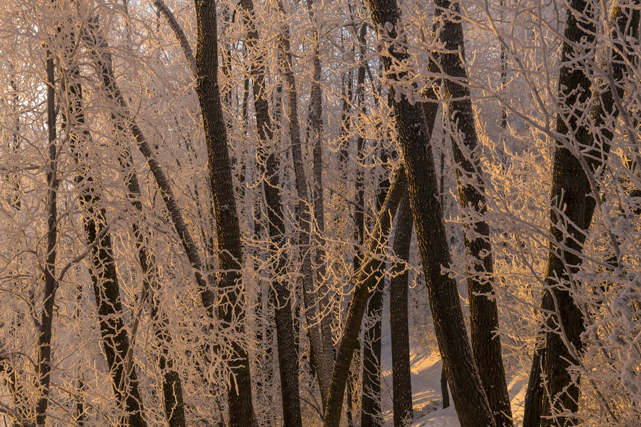 Cottonwoods and Frost