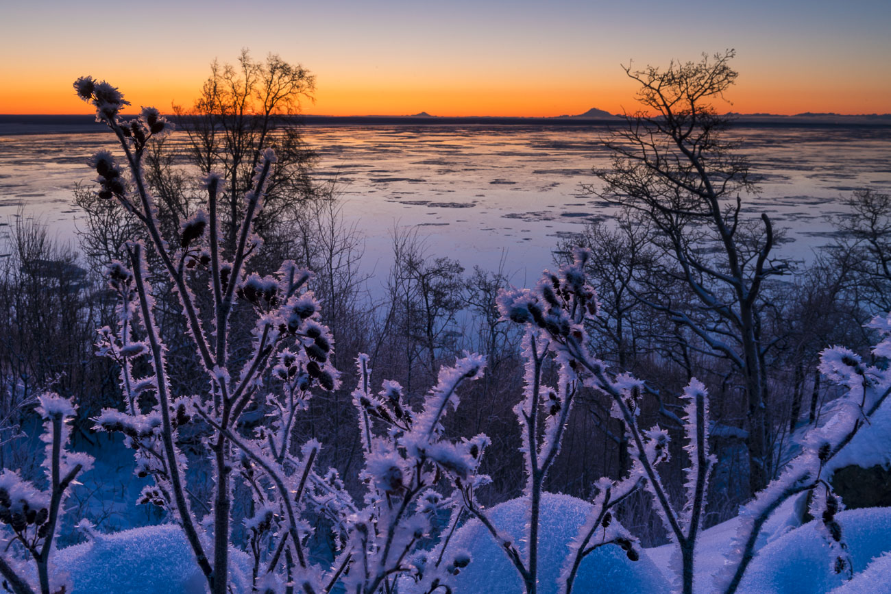 Hoar frost coats a small patch of alder as the colors of dusk light the sky over Cook Inlet, with Mt. Iliamna and Mt. Redoubt...