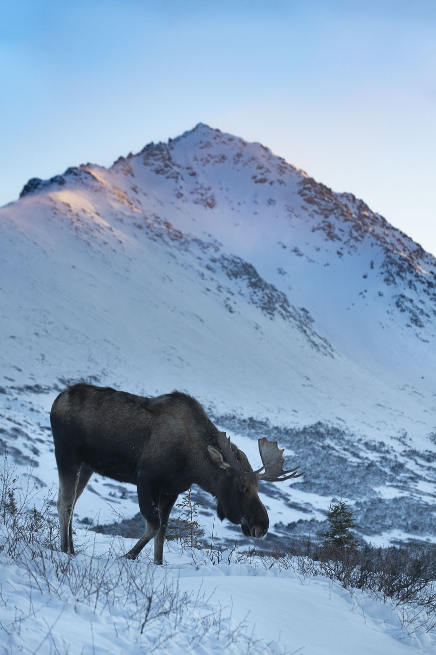 A bull moose moves along in snow while browsing brush as morning light strikes O'Malley Peak in the Chugach Front Range in the...