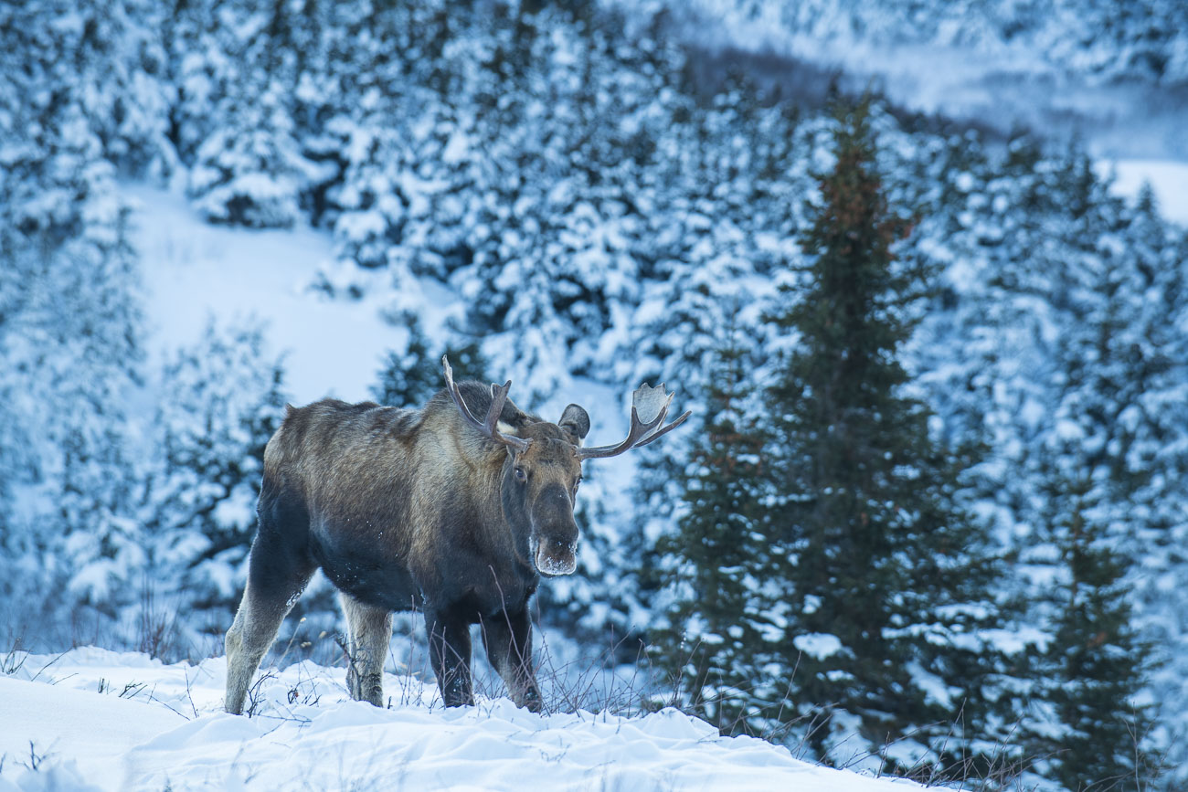A bull moose pauses while browsing shrubs under the snow in Chugach State Park to reveal a frosty snout.