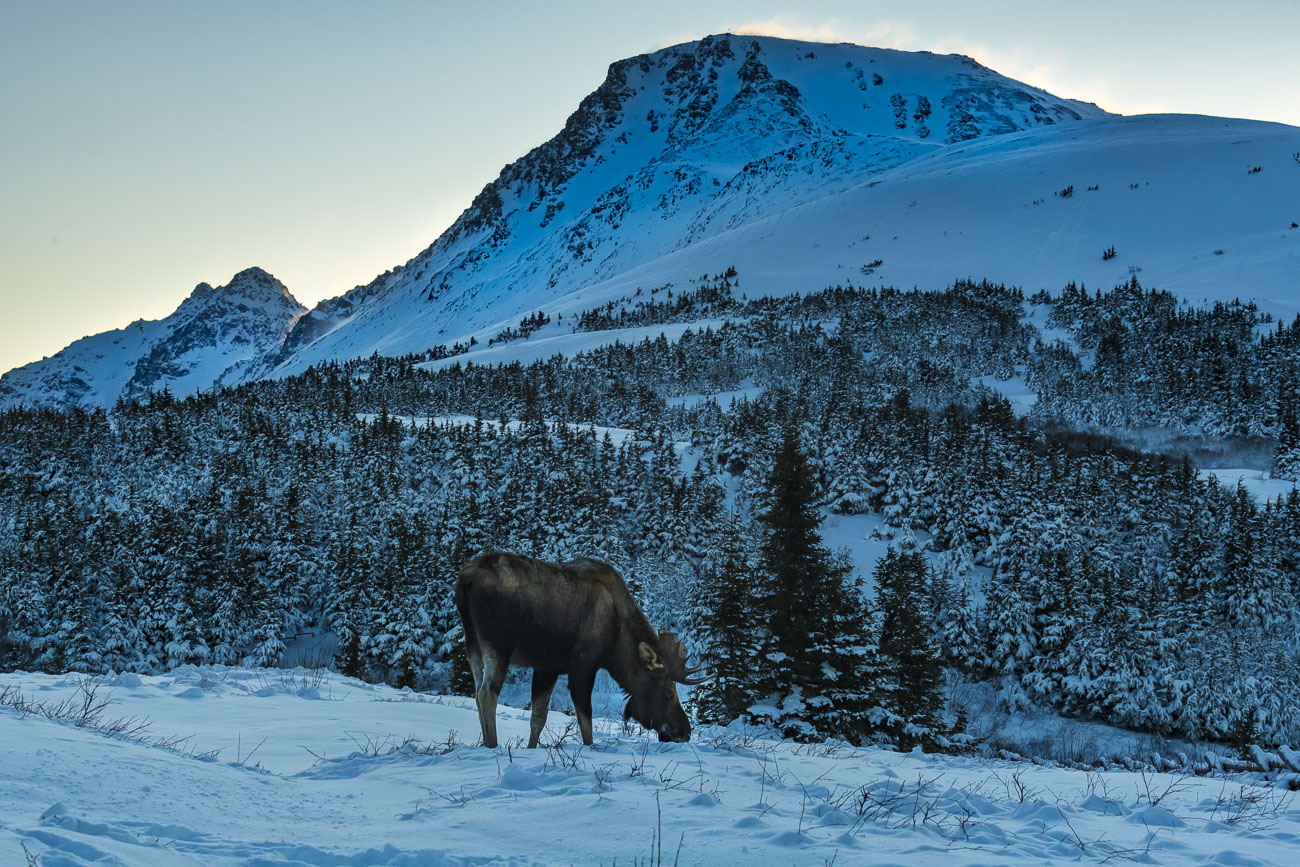 A bull moose browses amidst a patch of dwarf birch under the snow as a wind-swept Flattop Mountain and Ptarmigan Peak stand in...