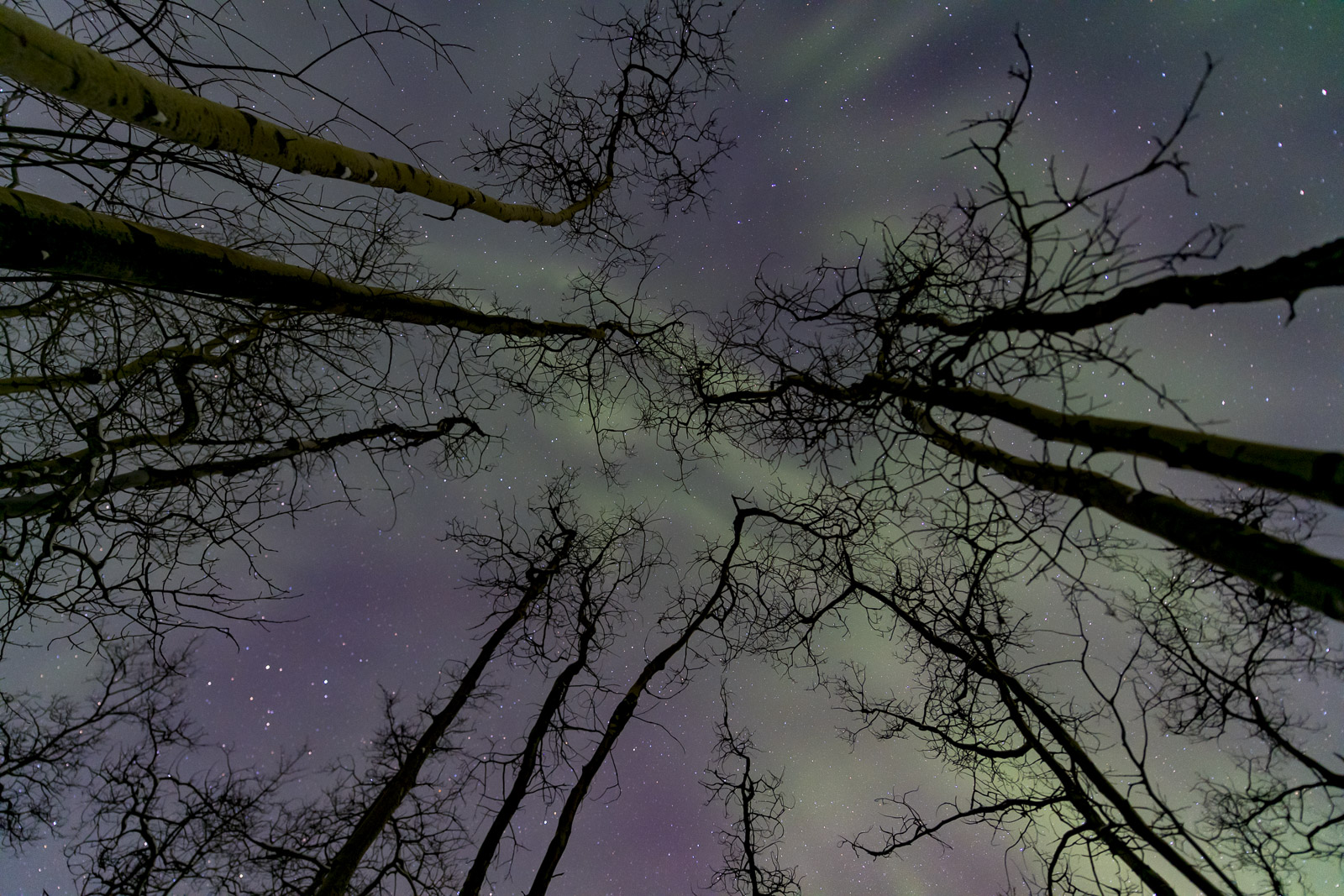 While heading back home after a long night of aurroa chasing, I came upon a grove of twisted aspen trees. I studied them for...