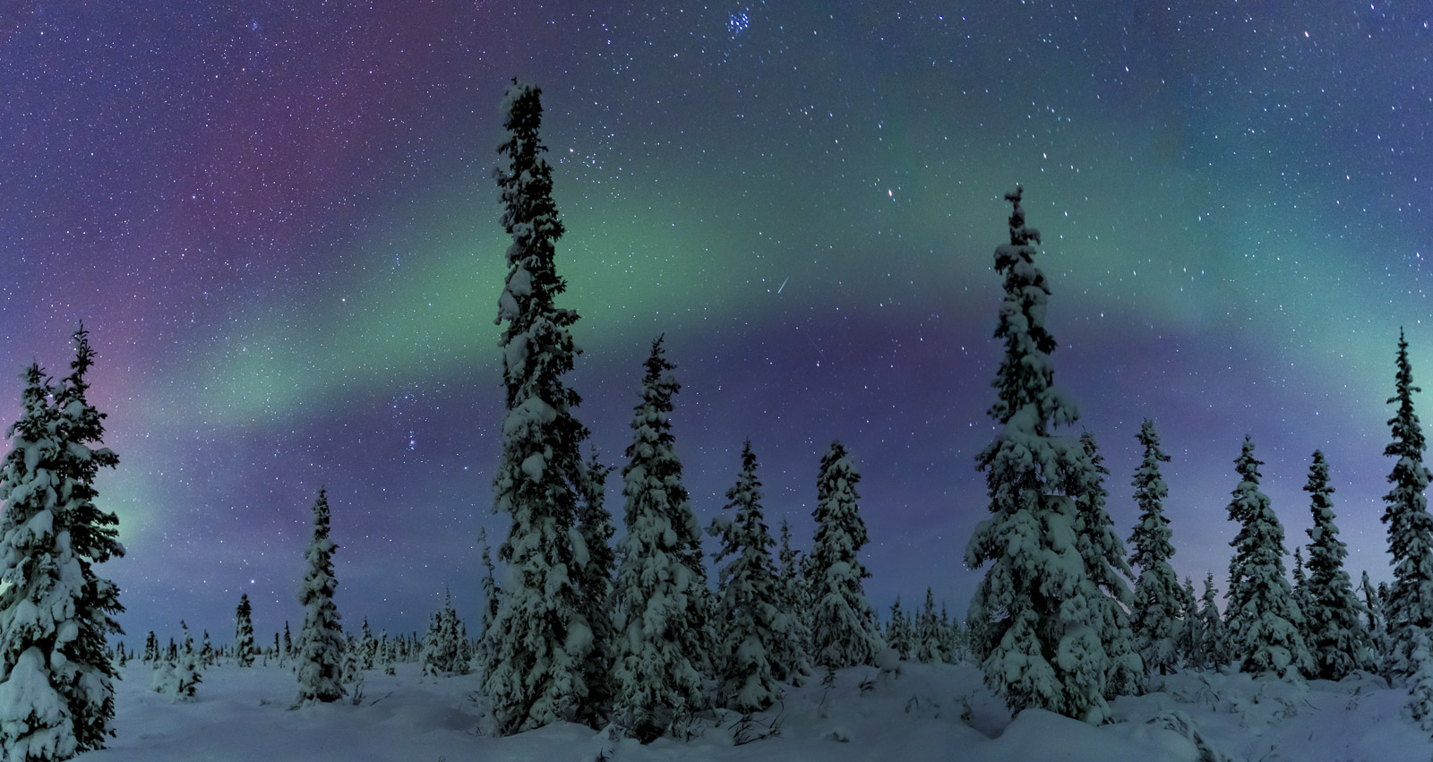 I was really attracted to this cluster of trees in a frosted forest near the Glenn Highway north of the Matanuska Valley in Alaska...