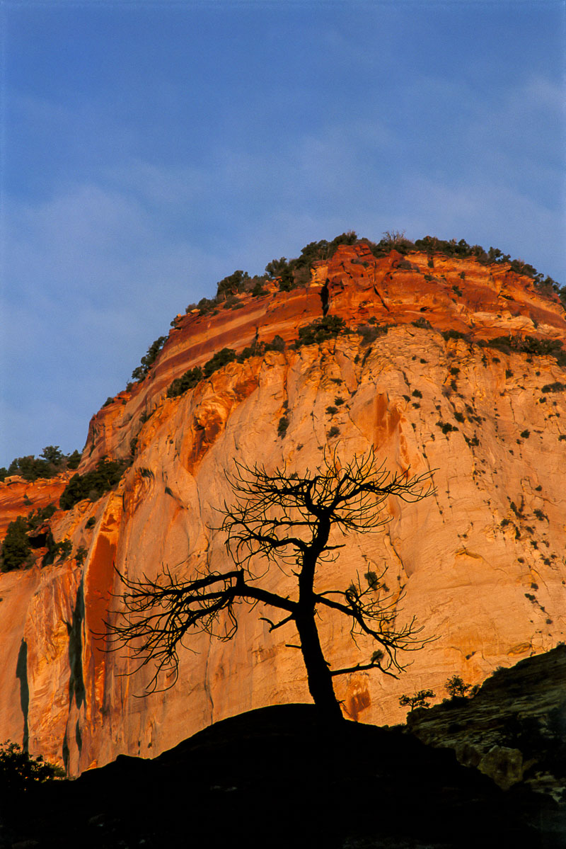 A lone Utah juniper tree stands out against morning light striking a canyon wall at Zion National Park, Utah.