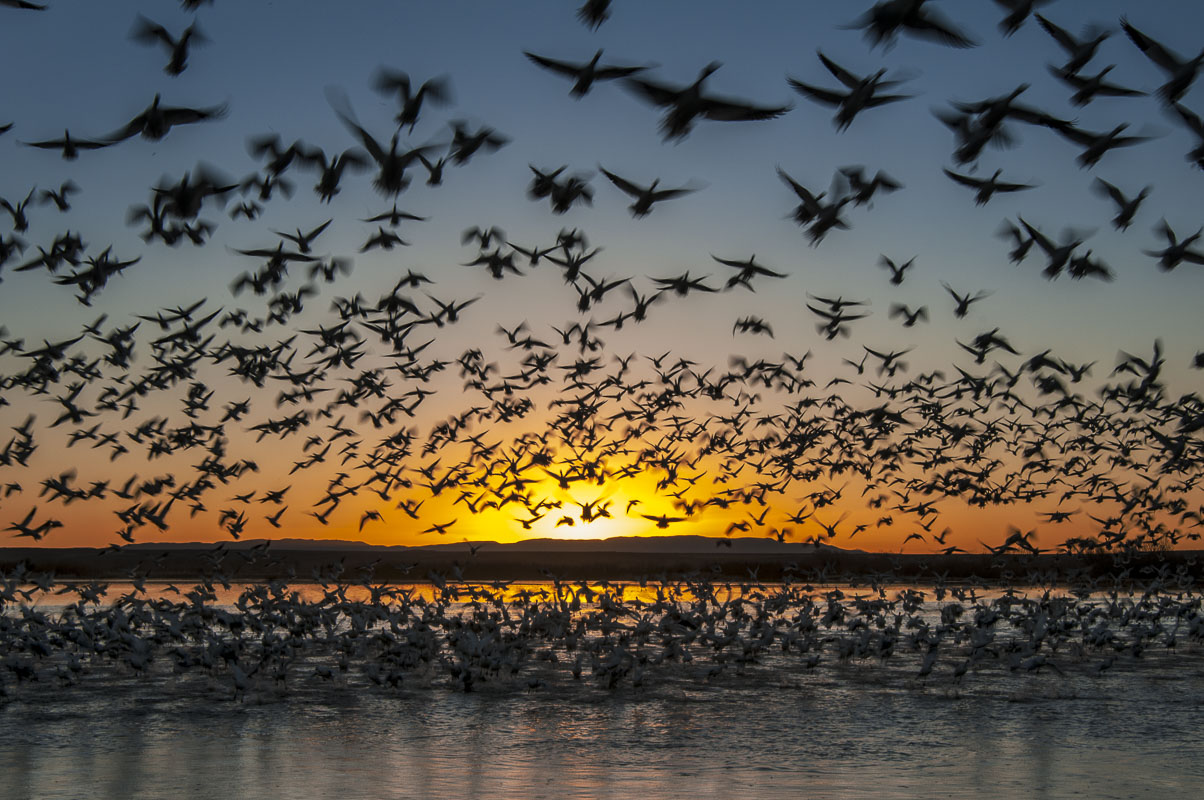 Twenty thousand snow geese take flight at sunrise in Bosque del Apache National Wildlife Refuge, New Mexico.