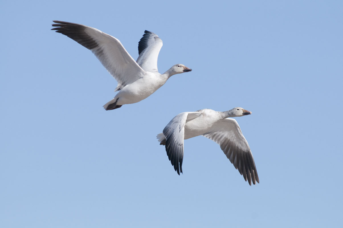A pair of snow geese (Chen caerulescens)  pass overhead at Bosque del Apache National Wildlife Refuge in New Mexico.