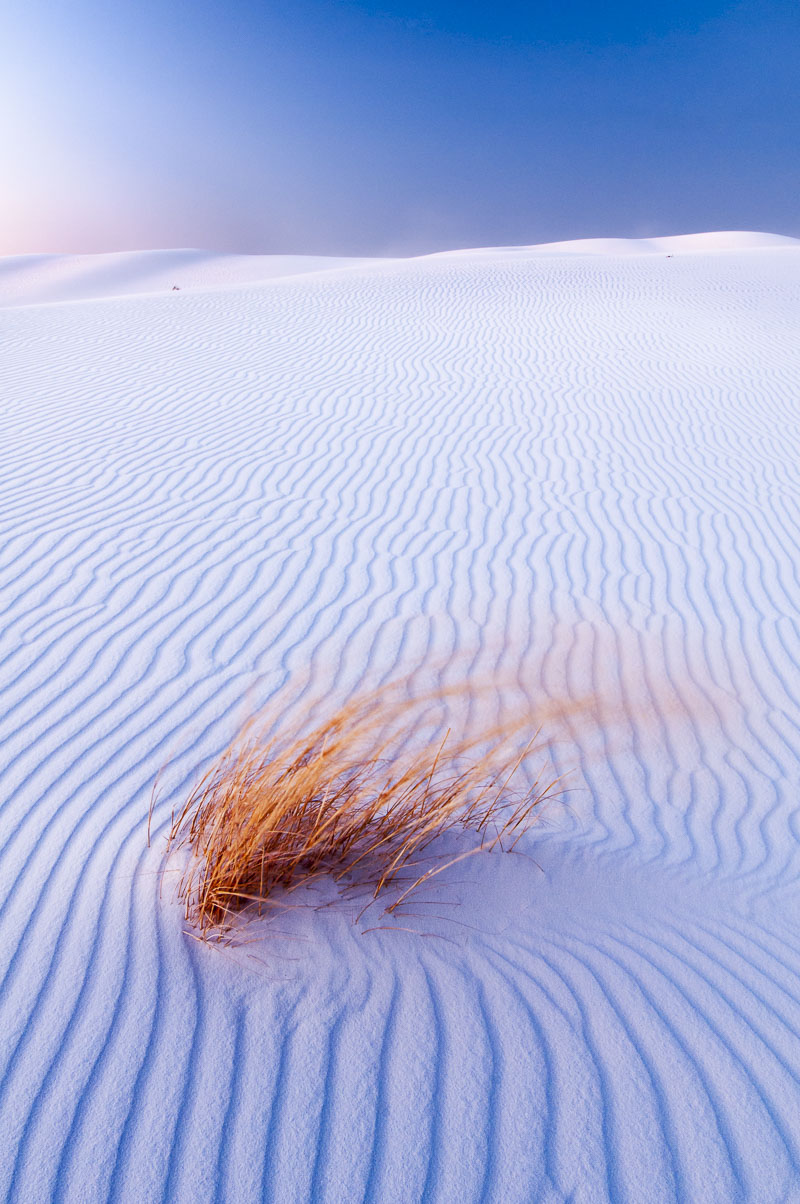 Grasses blur in a stiff breeze after sunset in White Sands National Park, New Mexico.