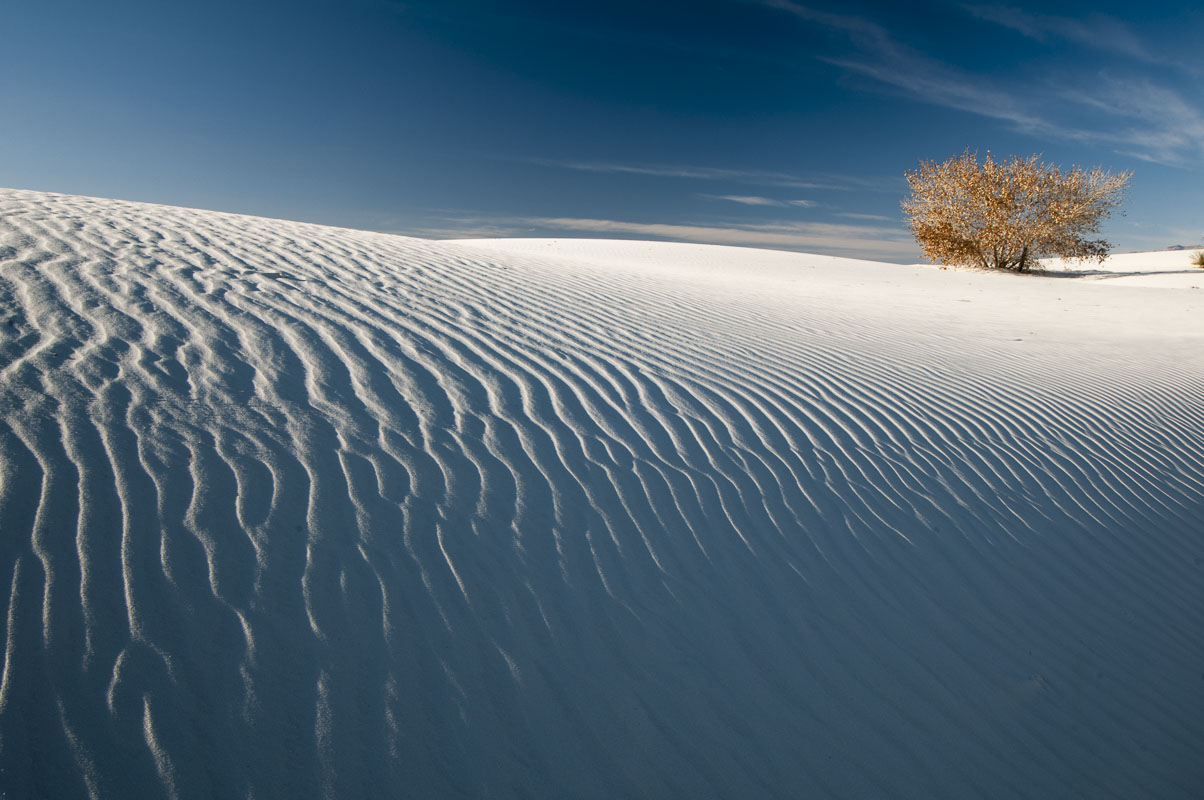 Lone tree and dunes at White Sands National Park, New Mexico.