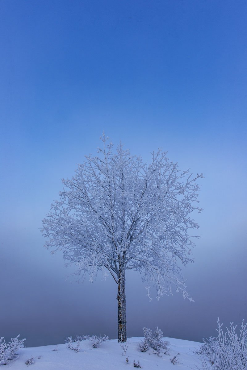 It is a fairly common event in Anchorage winters in January to have a few days of cold, calm conditions where ice fog blankets...