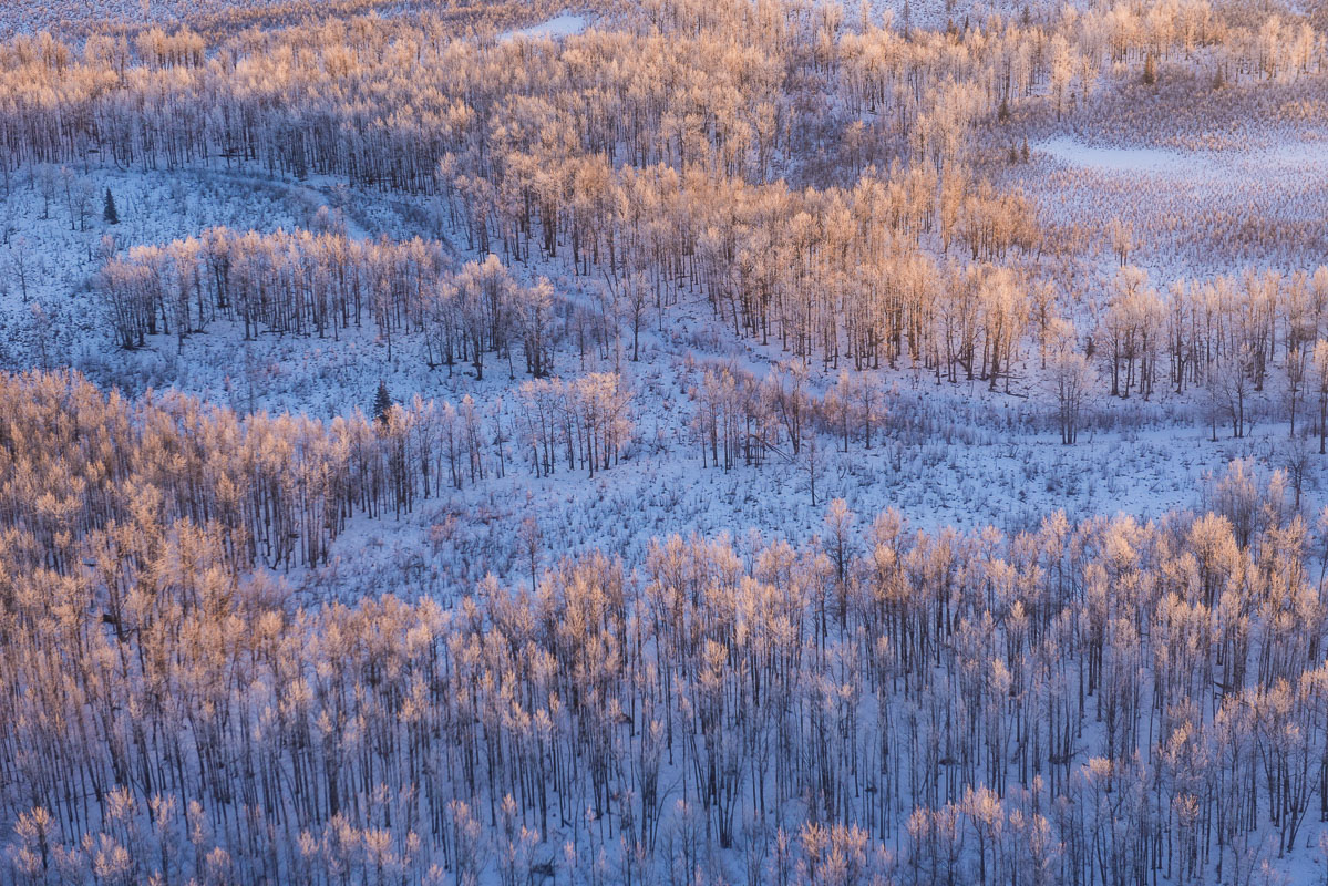 Evening light adds a hint of gold to a grove of frosty aspen along Wasilla Creek in the Palmer Hay Flats State Game Refuge.