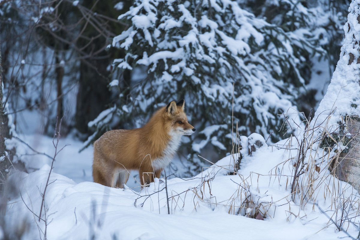 A red fox emerges from a den near Campbell Creek in Anchorage to commence a morning hunt for voles and snow shoe hares.