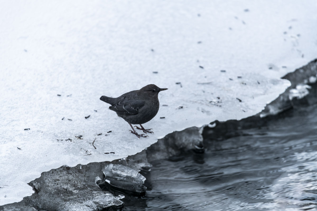 An American dipper rests on the edge of an ice shelf hanging over Campbell Creek in Anchorage, Alaska.
