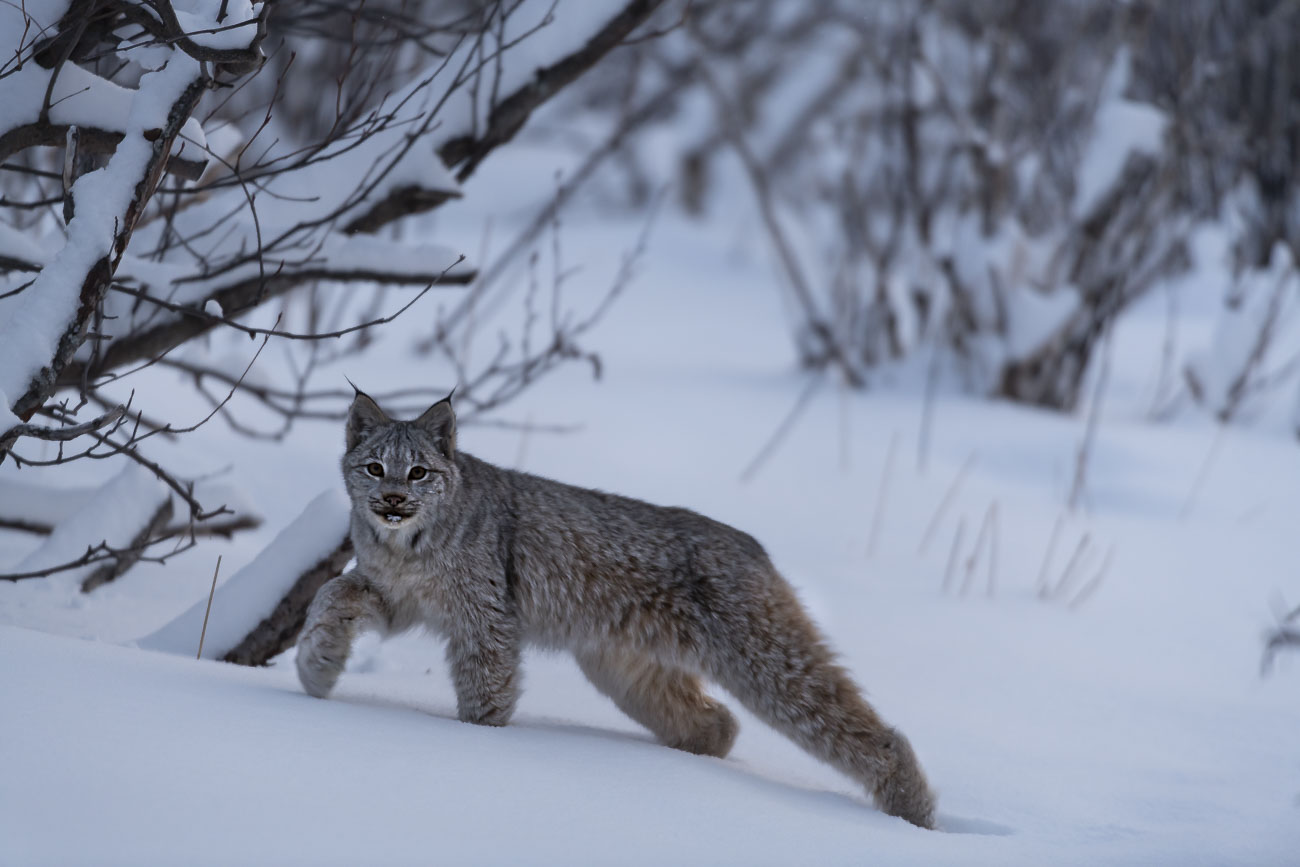 A Canadian Lynx stretches out as it pauses during a transit in our backyard. See my blog post on Backyard Wildlife to learn more...