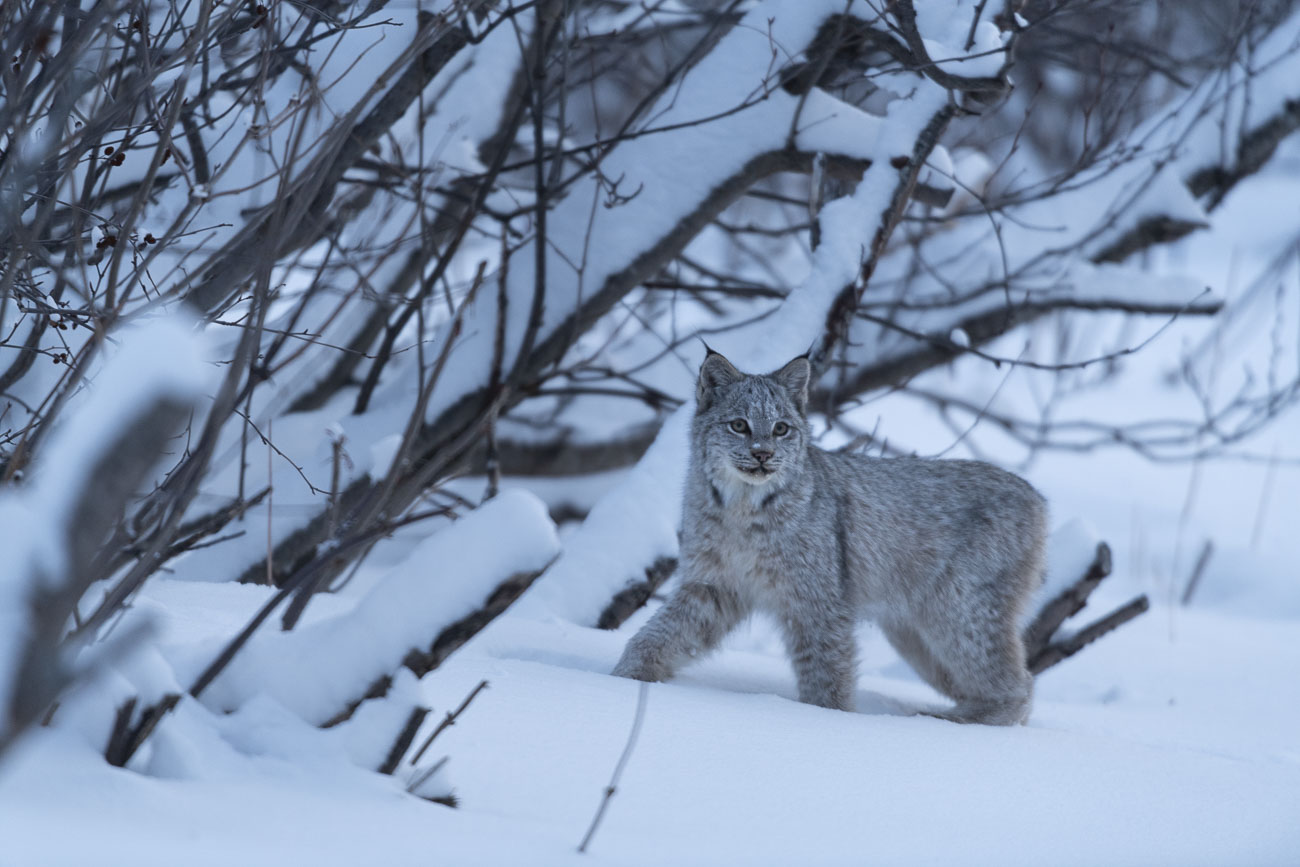 A Canadian Lynx takes a pause to look at me as it passes through a trail in our backyard. See my blog post on Backyard Wildlife...