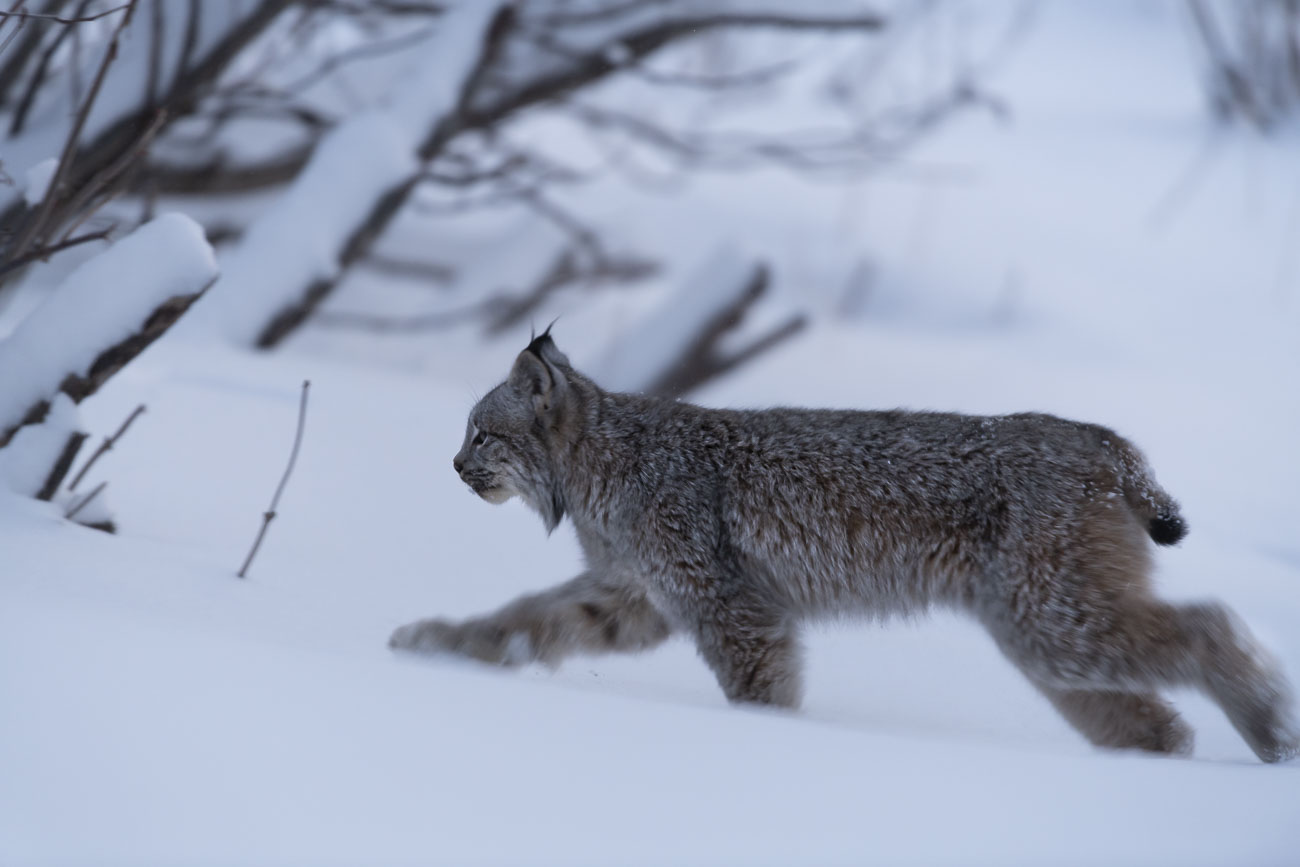 A Canadian lynx crosses a trail through the alder in our backyard in mid-winter. See my blog post on Backyard Wildlife to learn...