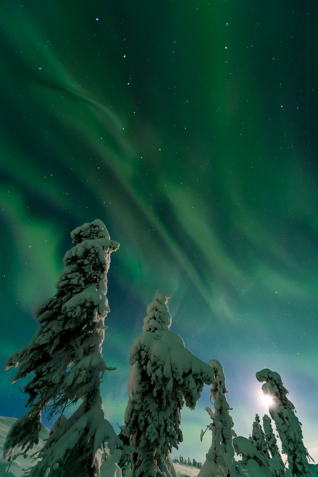 The aurora borealis floats over snowy trees along the Dalton Highway.