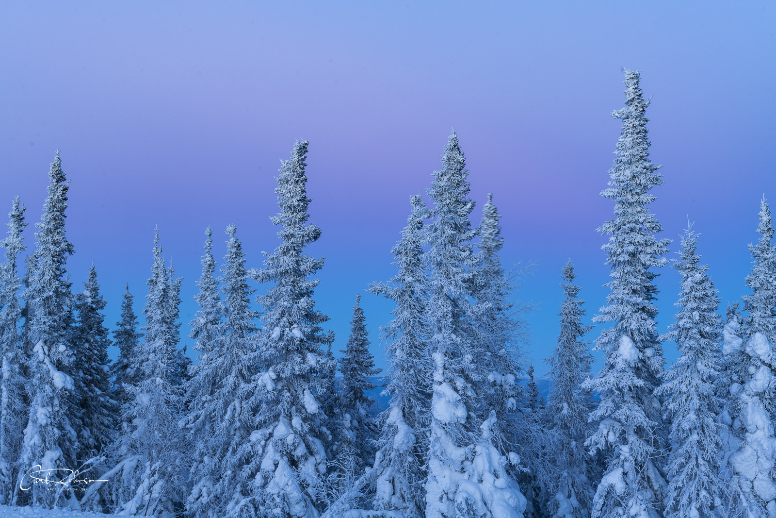 The pastel colors of dusk fill the sky behind a cluster of snowy trees.