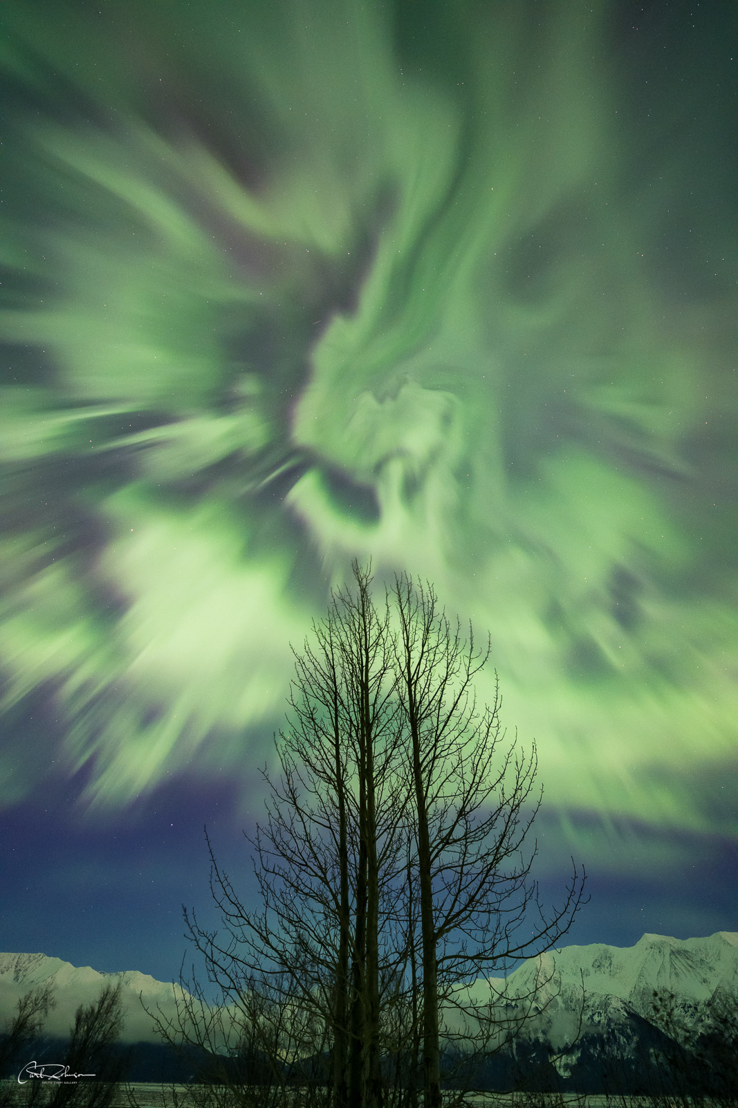 A lone tree cluster stands against a towering corona display during a Kp7 aurora borealis.