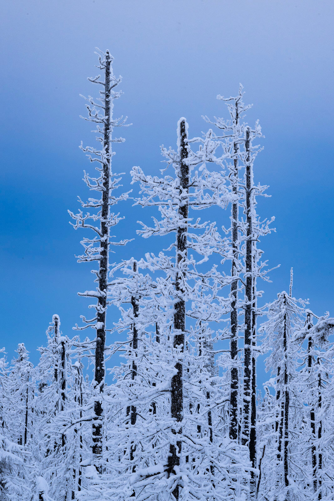 Winter's Starkness I found this cluster of burnt spruce trees along the Dalton Highway and fell in love with the contrast of the black trunks, frost...
