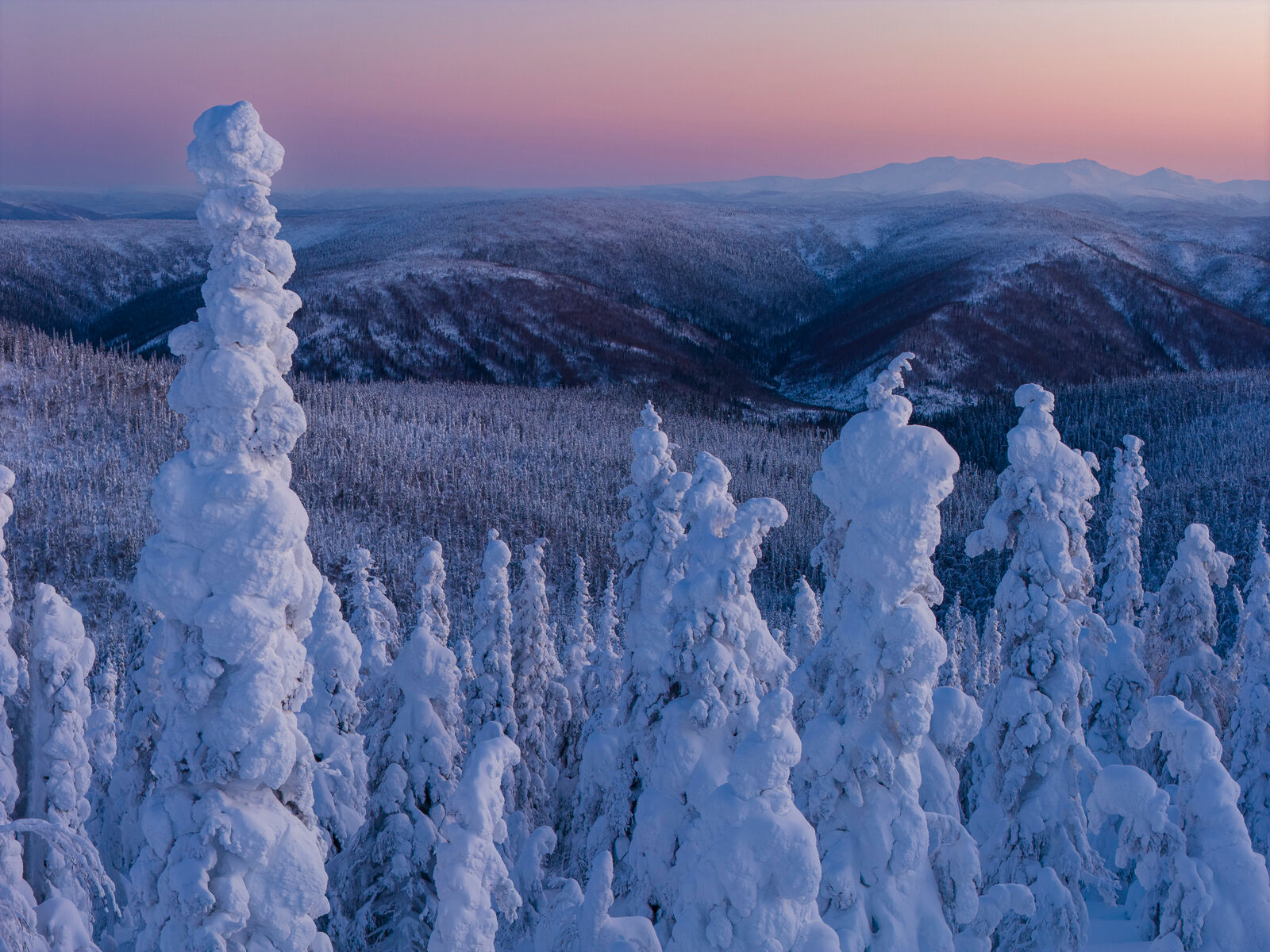 Pastel hues of dusk at the Enchanted Forest, Dalton Highway, Alaska. 