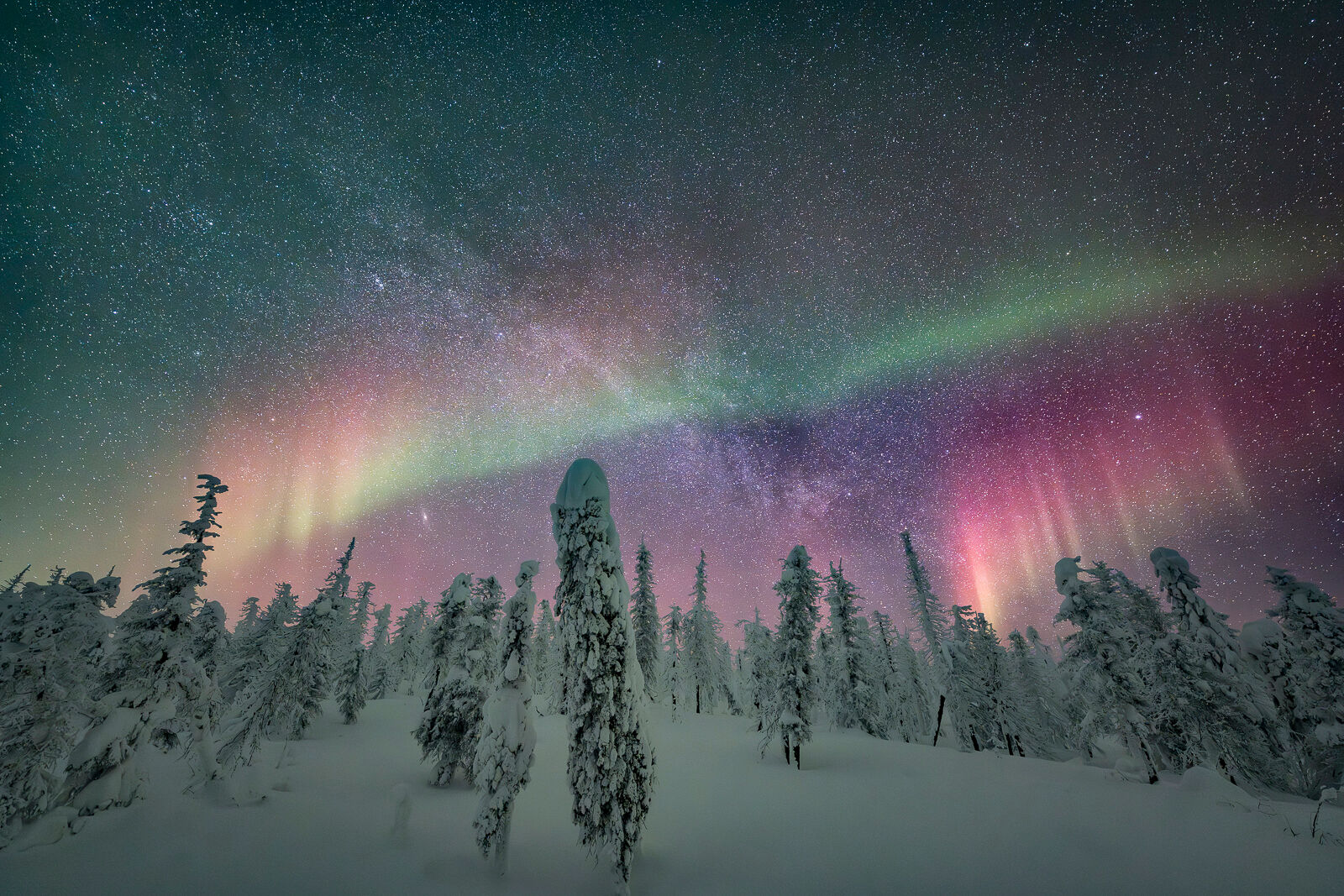 Aurora borealis and Milky Way over snowy trees at the Enchanted Forest, Dalton Highway, Alaska. 
