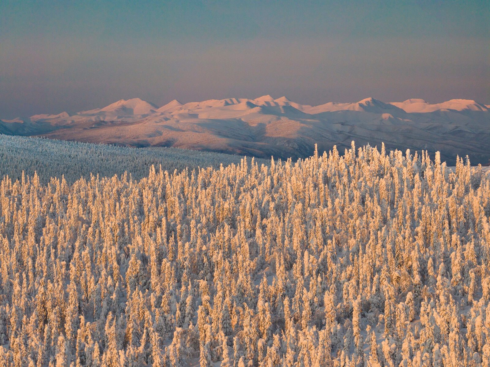 Morning light falls on the Enchanted Forest along the Dalton Highway, Alaska. 