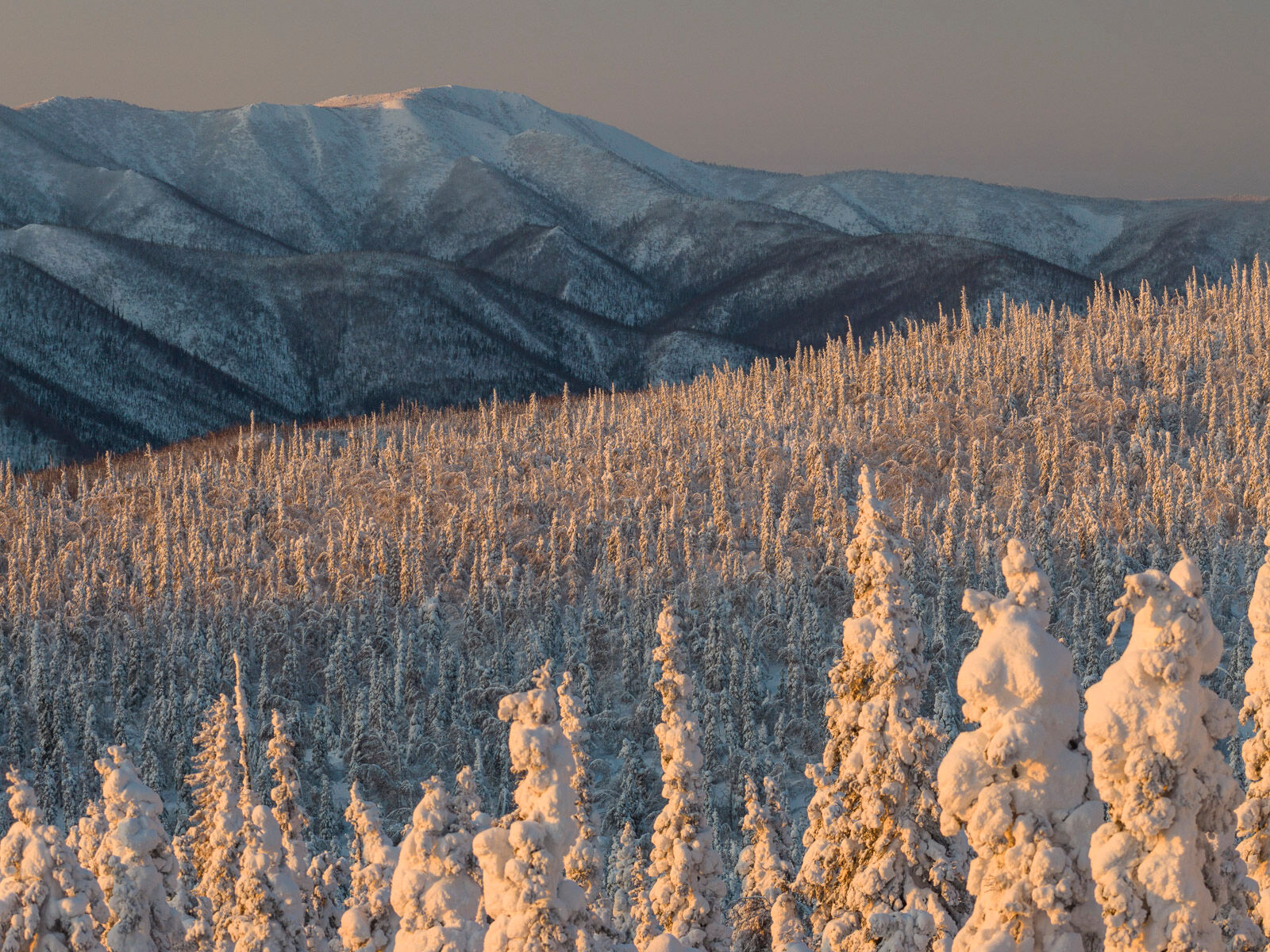 Morning light on the Enchanted Forest, Dalton Highway, Alaska. 
