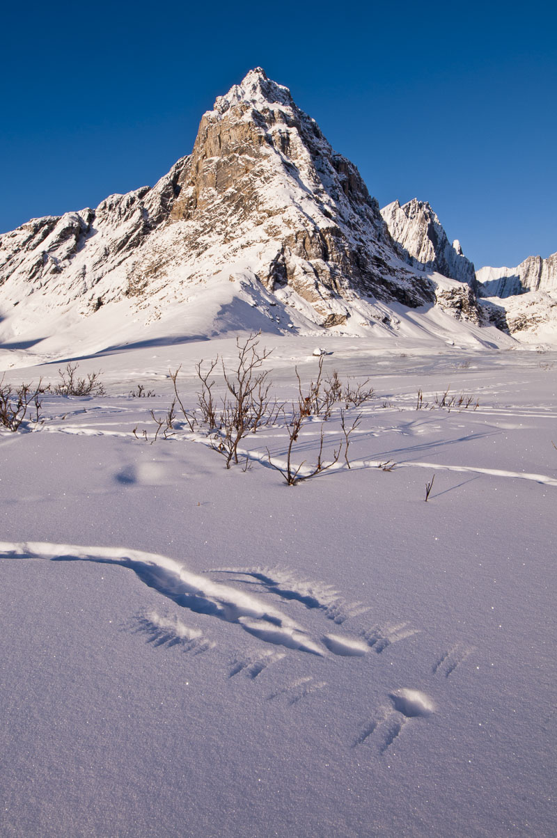 Imprints of a willow ptarmigan in the snow in the Itkillik Valley in winter in Gates of the Arctic National Park & Preserve.