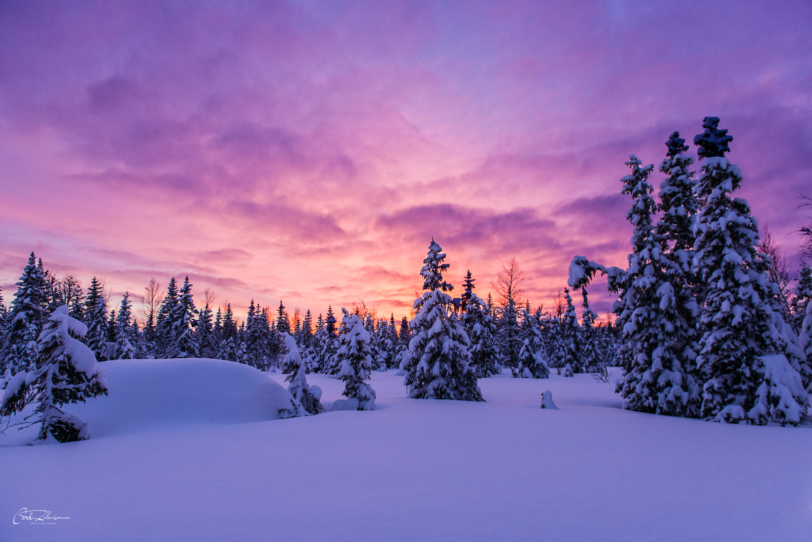 While dog mushing out in Swedish Lapland in the Vindelfjallen Nature Preserve, we were treated to a rich sunset on our final...