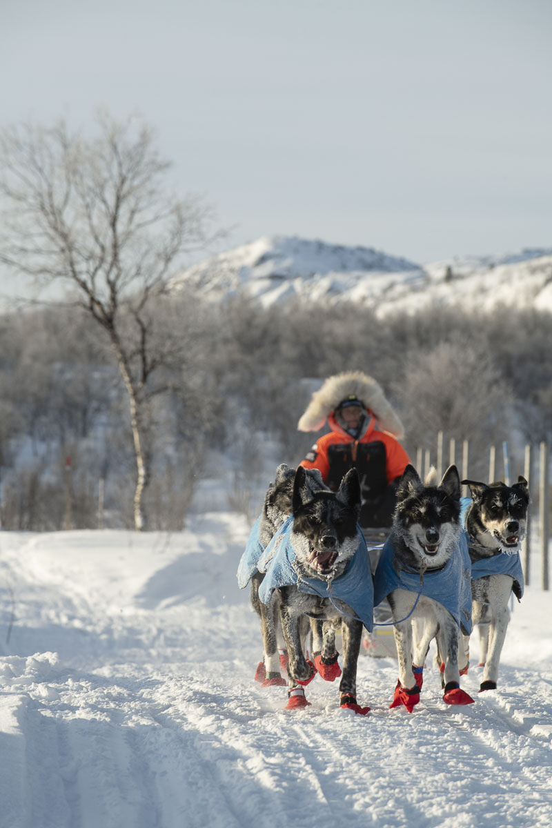Birgitte Næss approaches the Neiden 2 checkpoint during the 2019 Finnmarksløpet. The frost on her team's snouts shows it is...