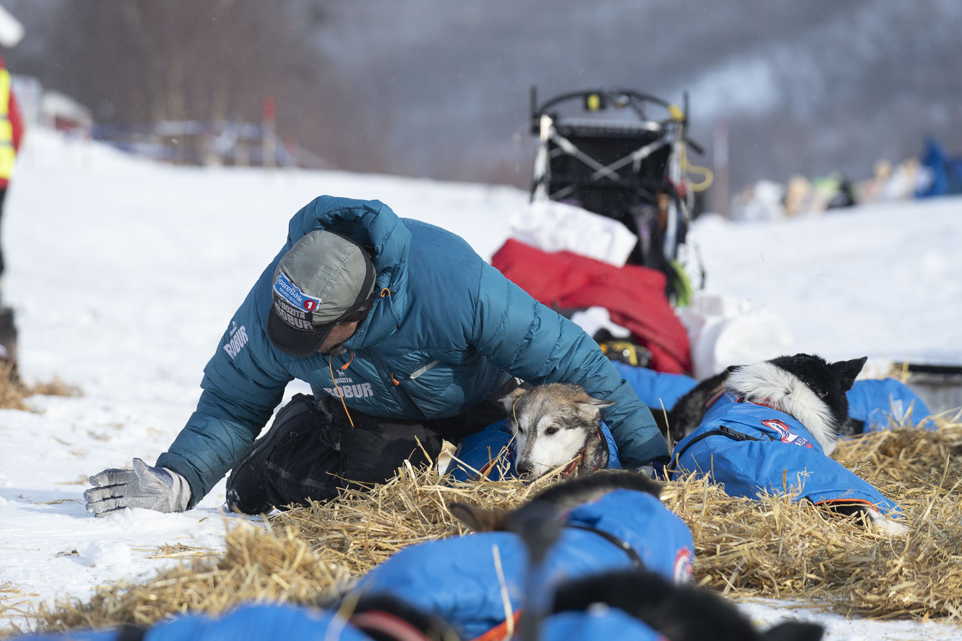 Petter Karlsson scoops up snow to apply to an inflamed tendon for one of his dogs at a checkpoint.