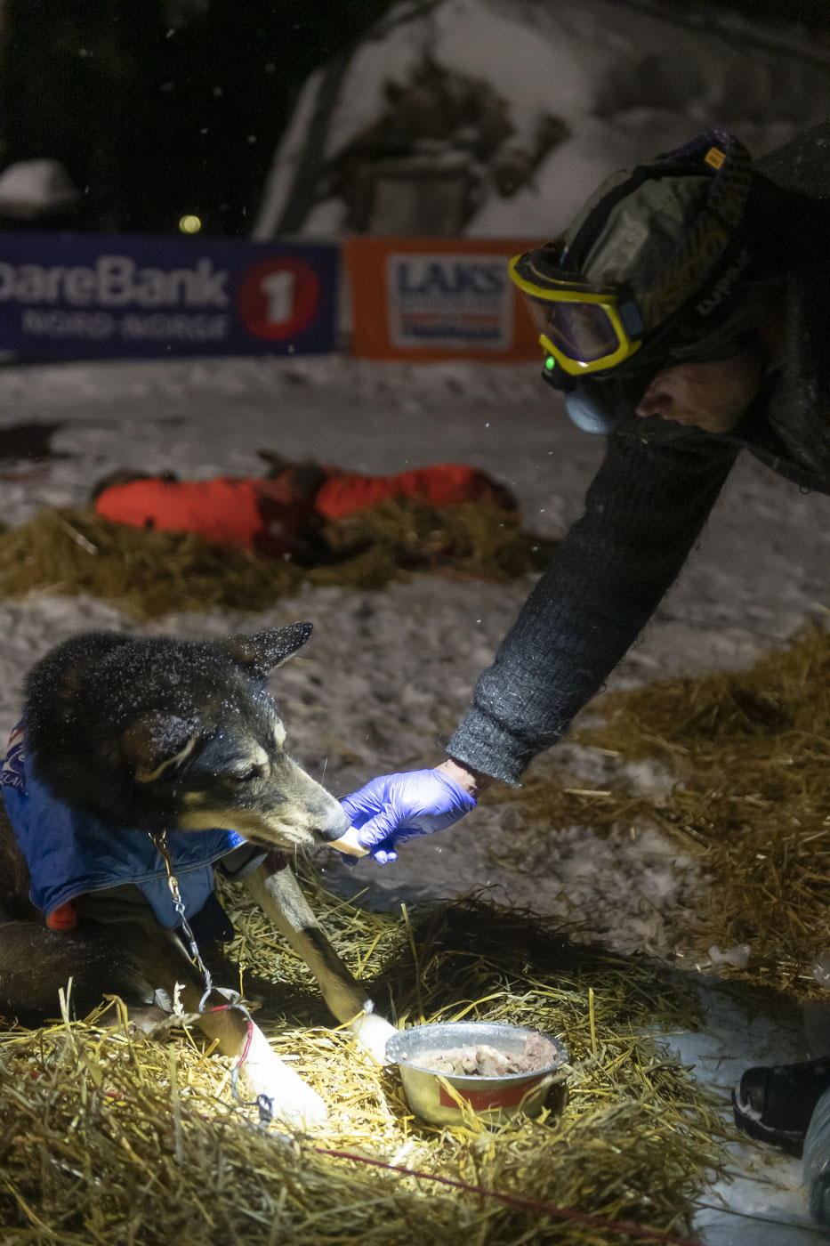 Petter Karlsson tries to coax one of his dogs to eat at the Karasjok checkpoint during the 2019 Finnmarksløpet race.