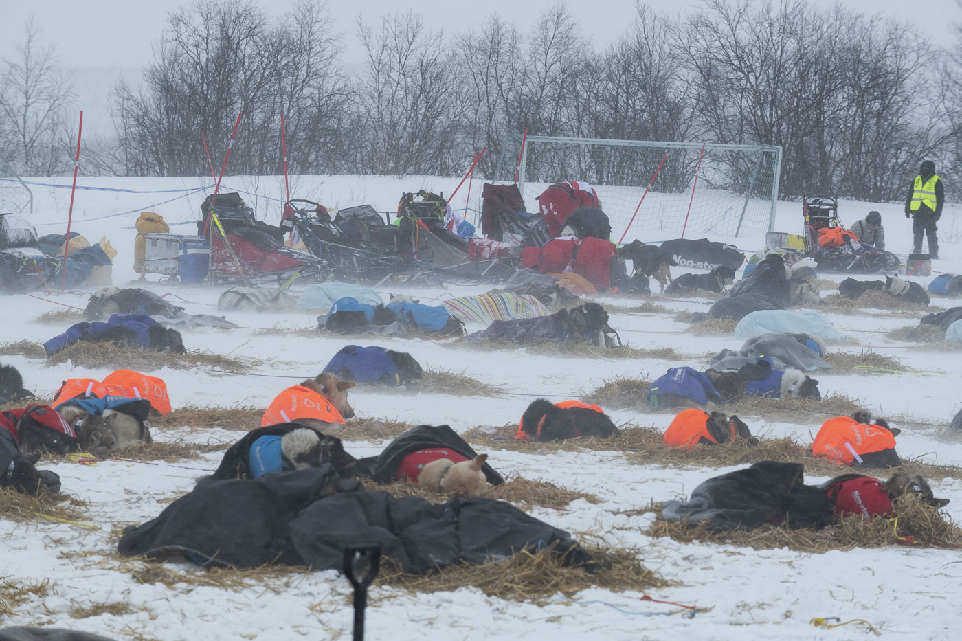 Dogs huddle down into their beds during a windy rest at the Kautokeino checkpoint for the 2019 Finnmarksløpet.