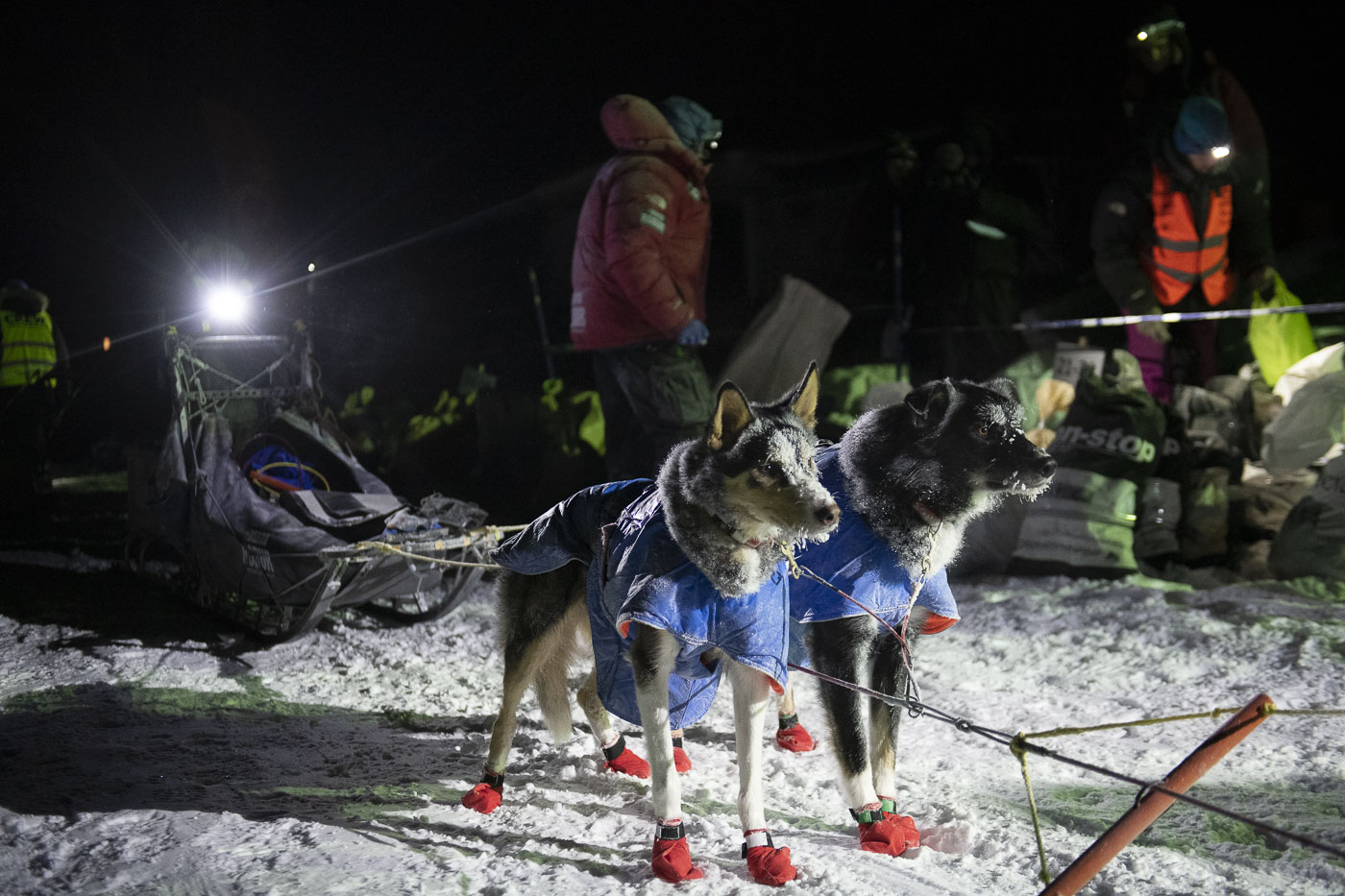 Petter Karlsson's frosty dog team rests at the Tana Bru checkpoint during a nighttime stop for supplies.