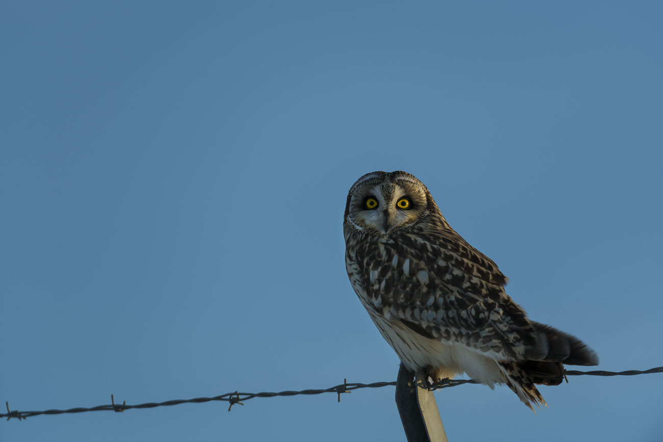 A short-eared owl perches on a barbed-wire fence as it waits and watches for its next meal.