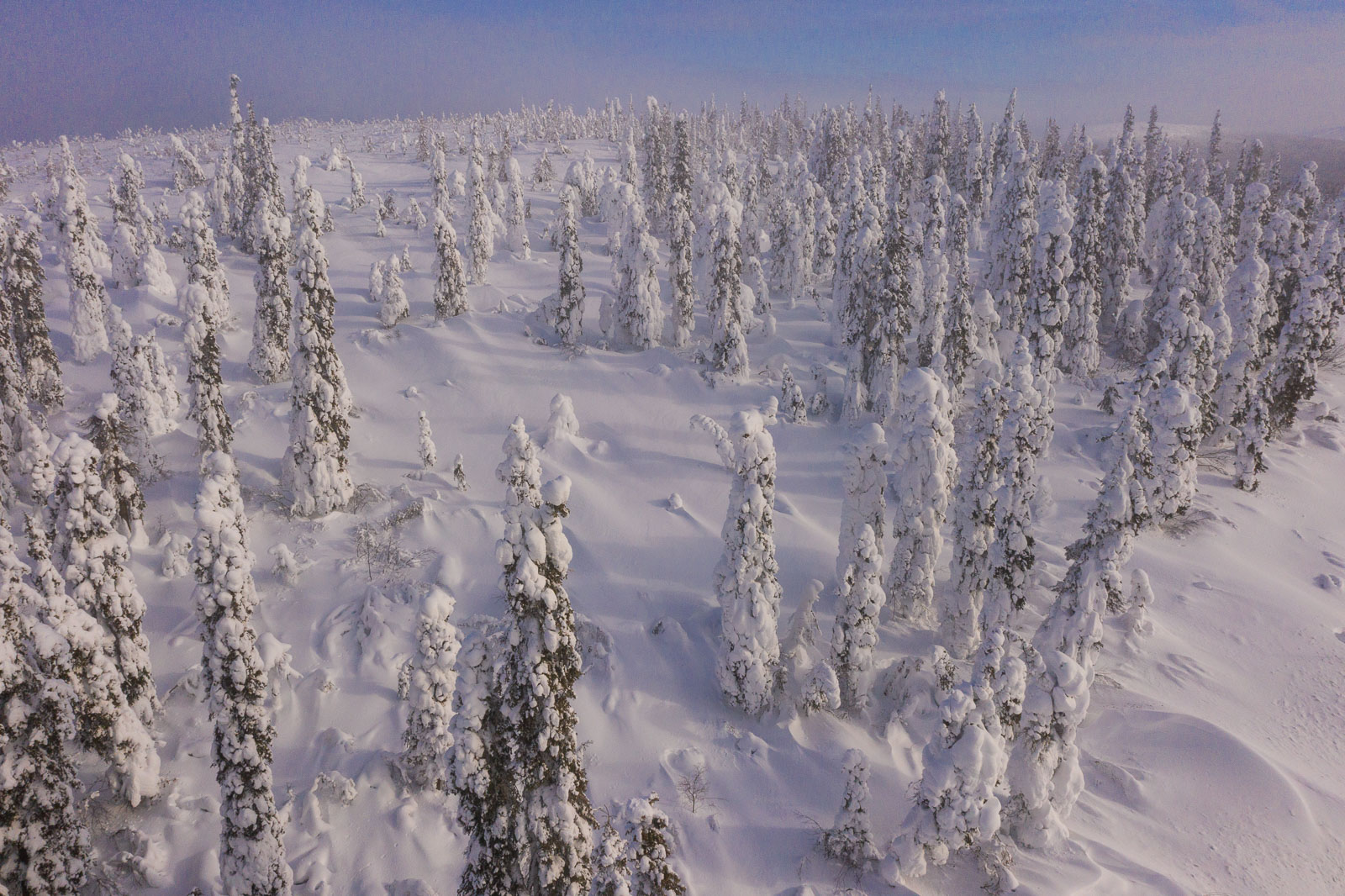 Aerial view of a snowy cluster of trees along the Dalton Highway near the Yukon River, Alaska.