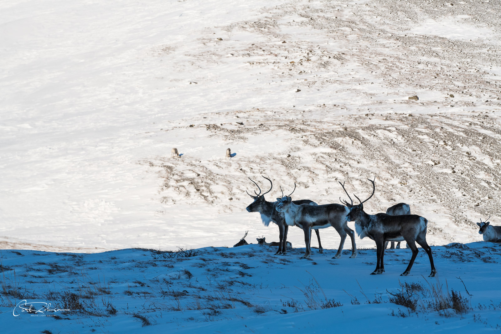 A cluster of caribou from the Central Arctic Herd pause in the shade as the sun shines on a hillside on the Chandalar Shelf...