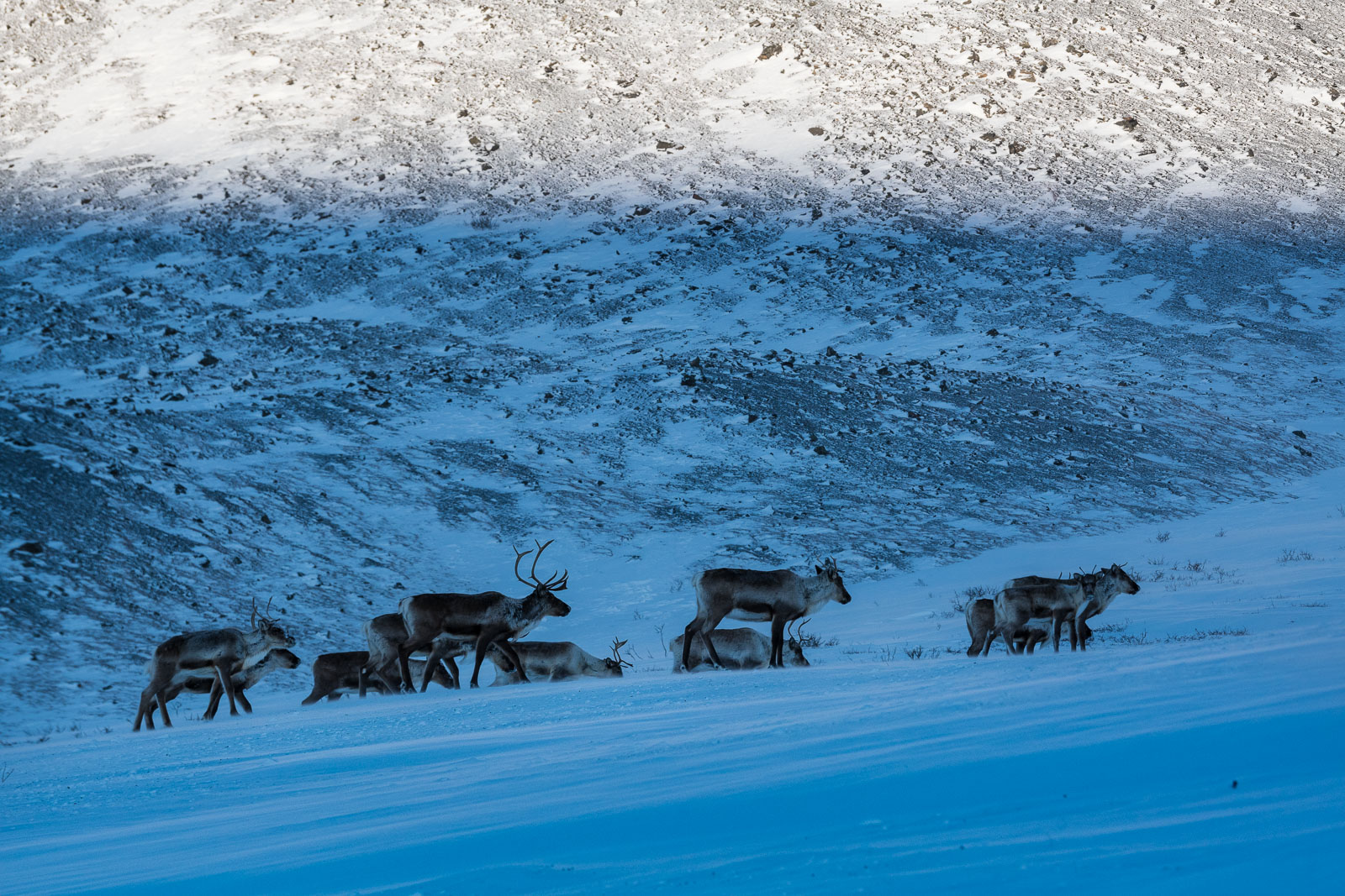A group of caribou from the Central Arctic Herd make their way up a wind-blown hillside in the Chandalar Shelf, Brooks Range...