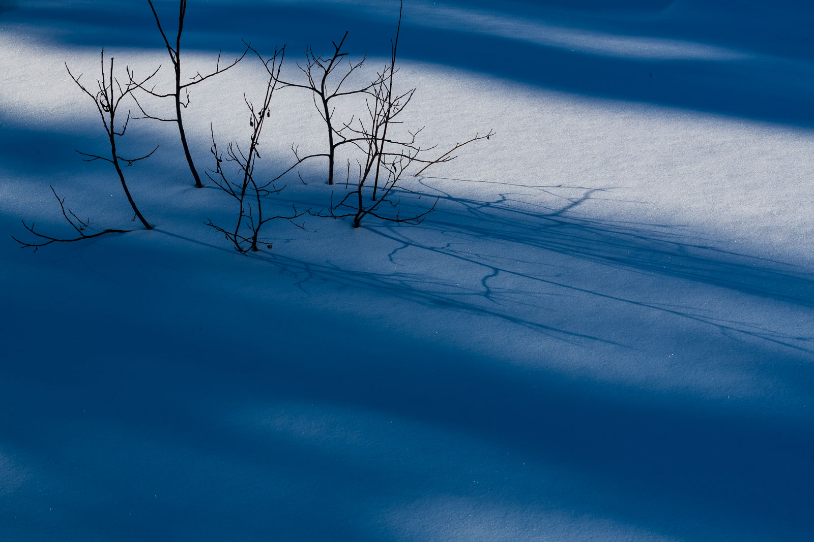 A bush pushes up through the snow on a frozen creek in Wiseman, Alaska.