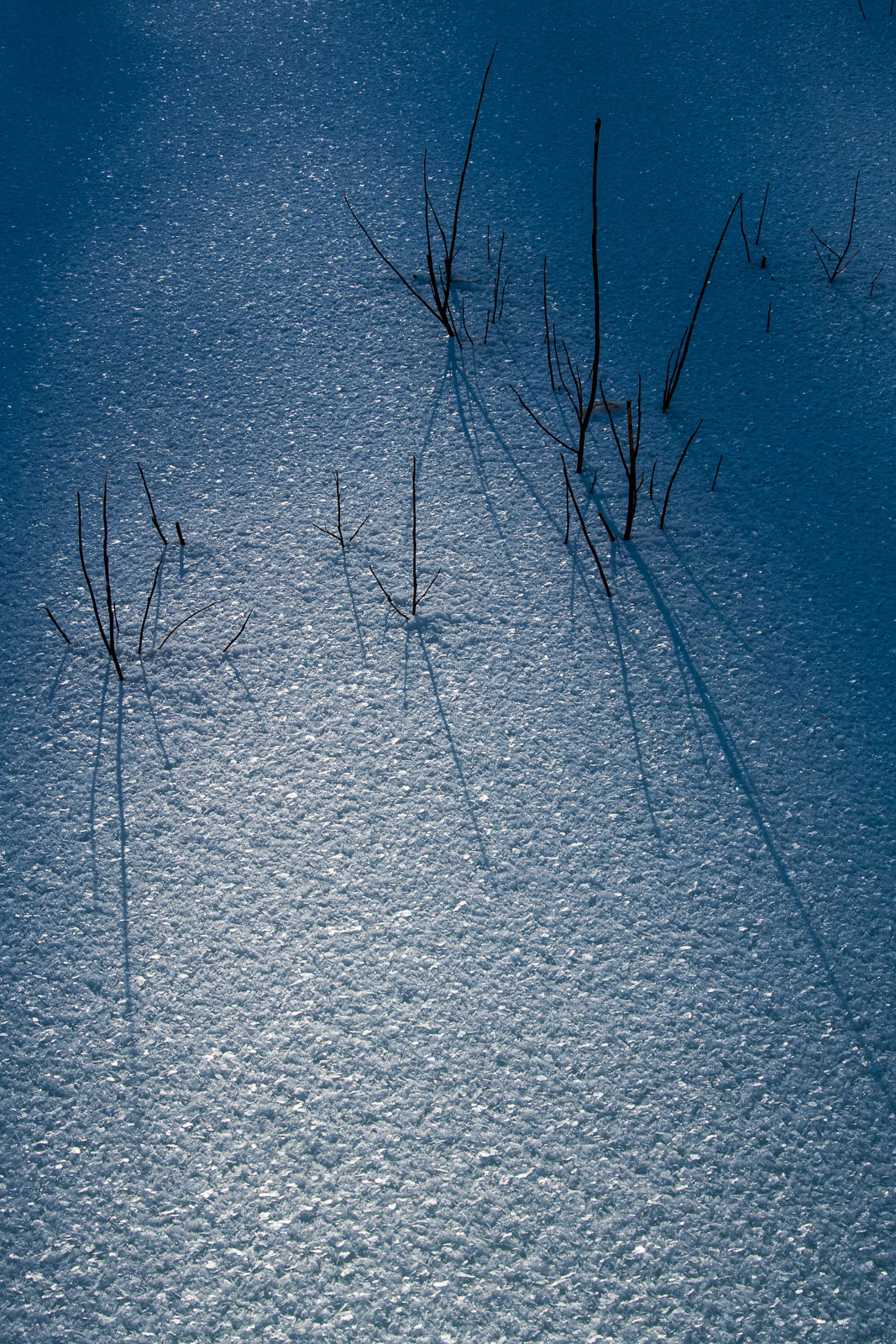 Small branches of bushes push up through the snow, casting long shadows on the frozen surface of a creek in Wiseman, Alaska.