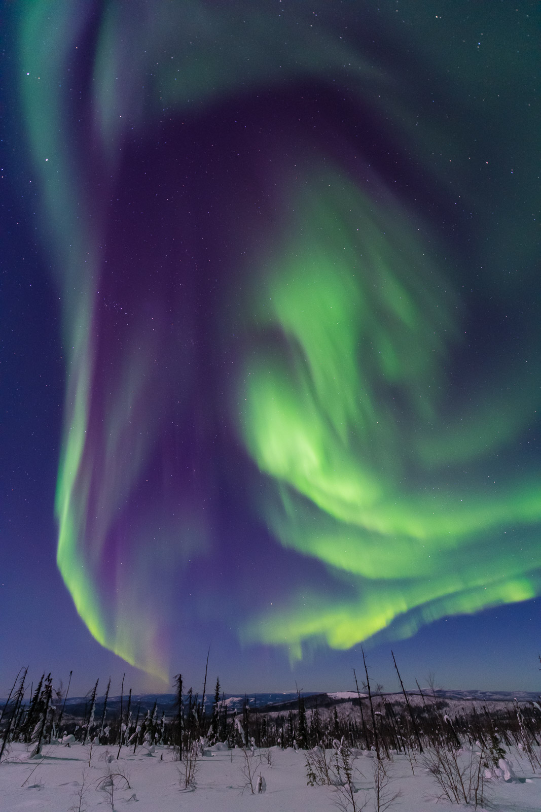 An aurora borealis soars high with greens and purples near the Dalton Highway.